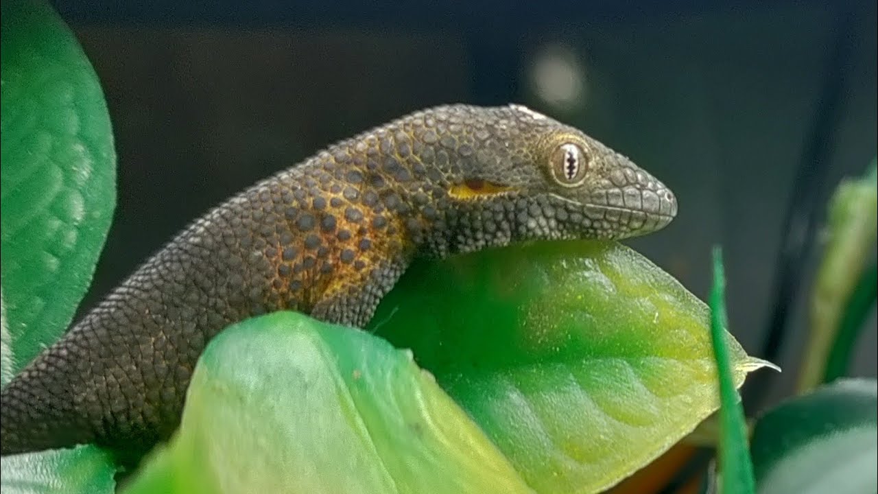 Bauer's Chameleon Gecko feeding guide
