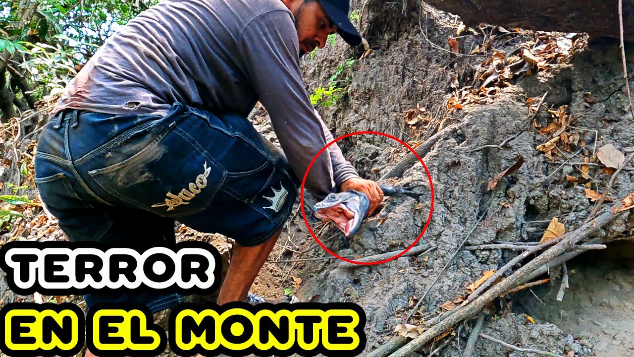IMPRESIONANTE MOMENTO QUE TAVO SE LANZA SOBRE UN ENORME GARROBO! CASI ES MORDIDO POR ENORME GARROBO!