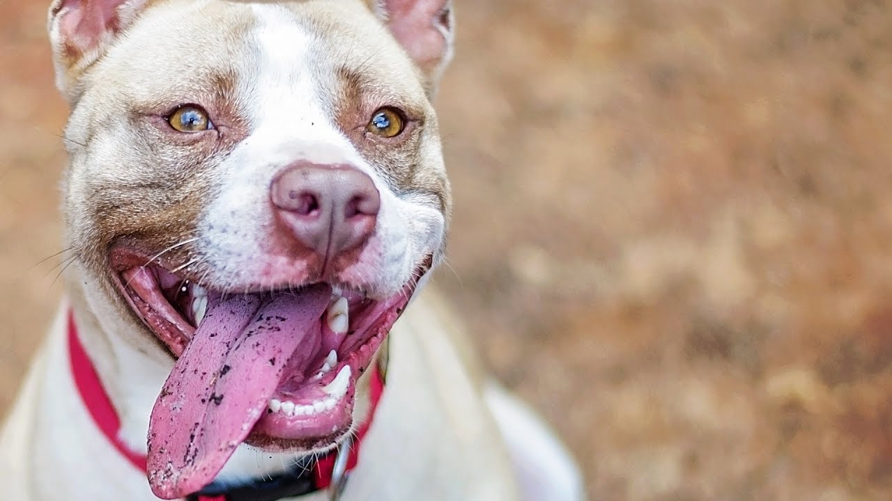 These dog breeds are most likely to run away from home