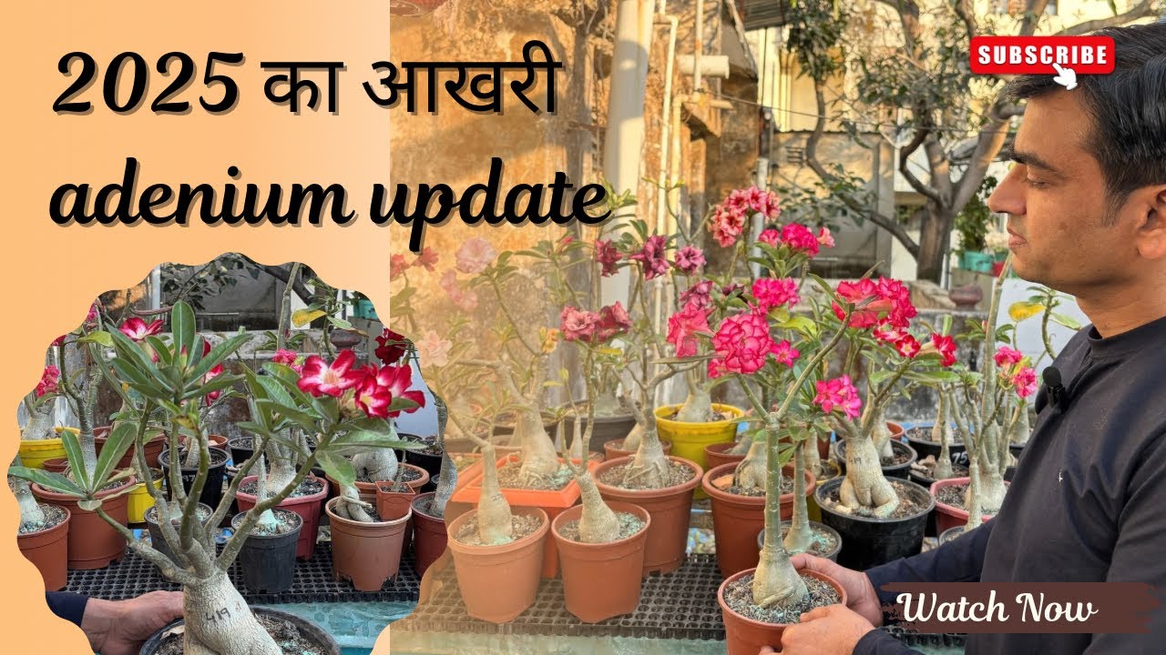 2025 last sunday adenium update 