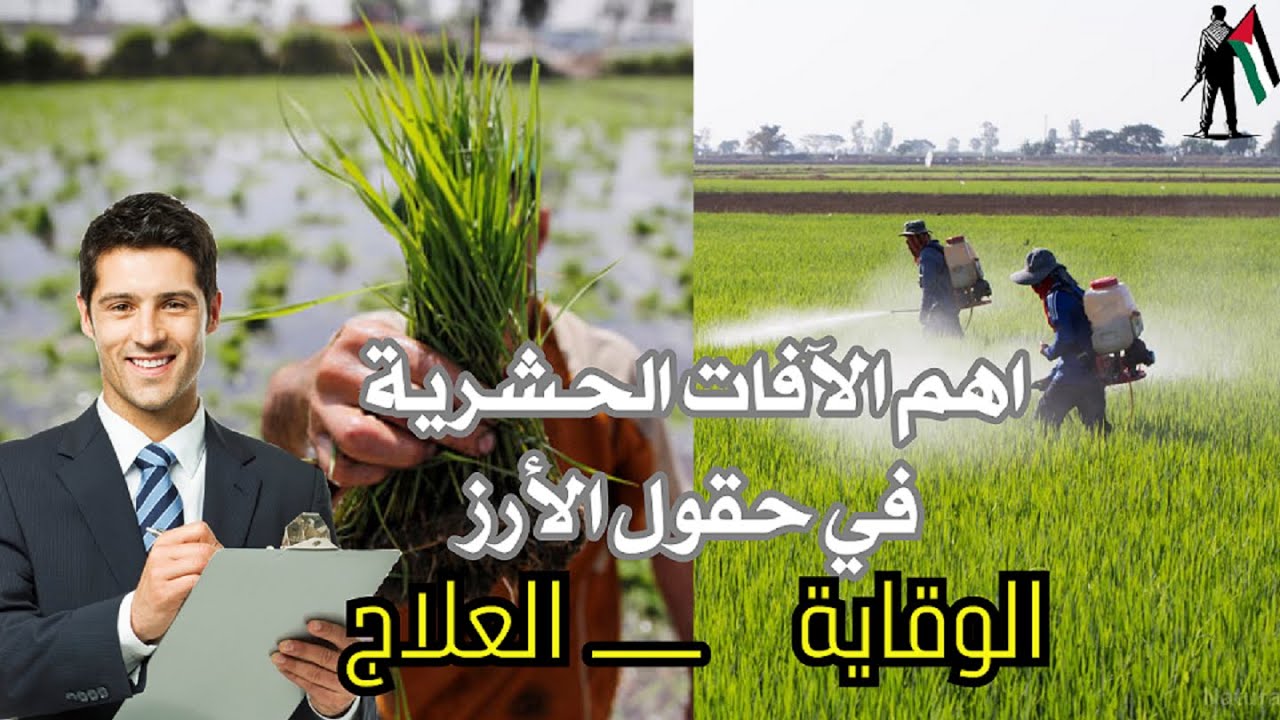 الارز/اهم الافات الحشرية فى الارز والتى تؤدى الى انخفاض الإنتاجية