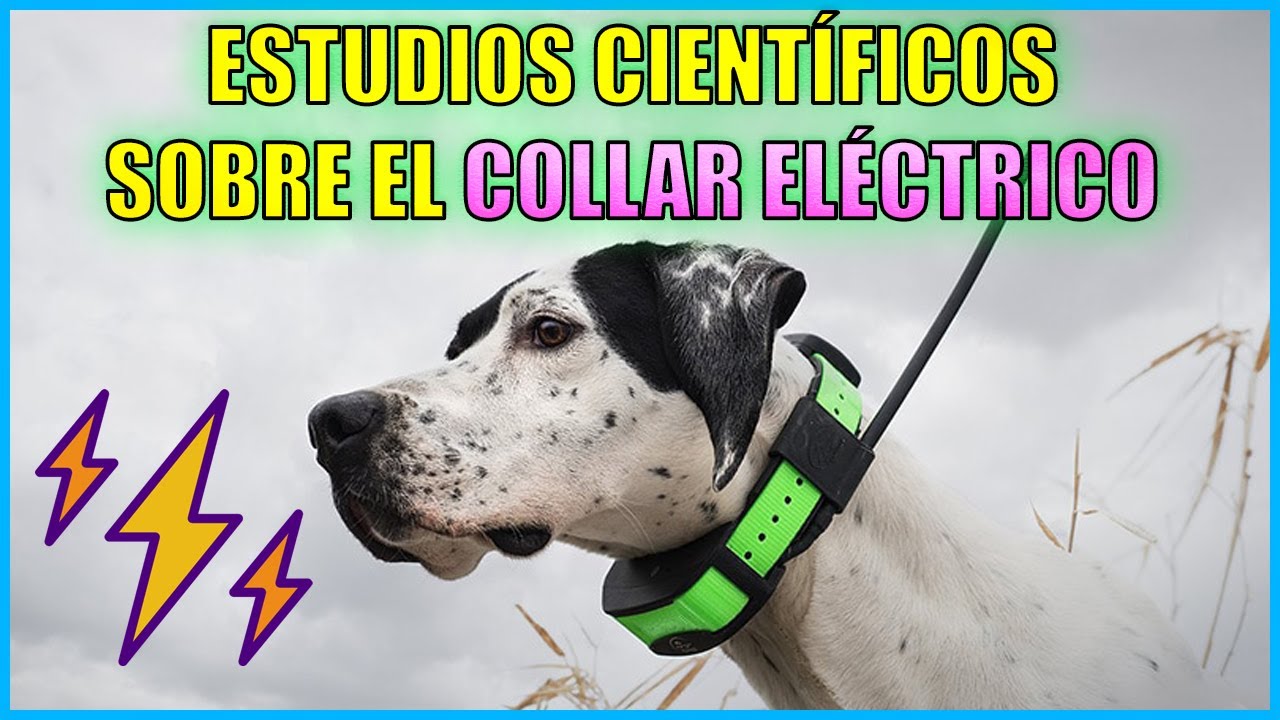 El collar eléctrico ⚡en el adiestramiento canino según la ciencia 👨‍🔬