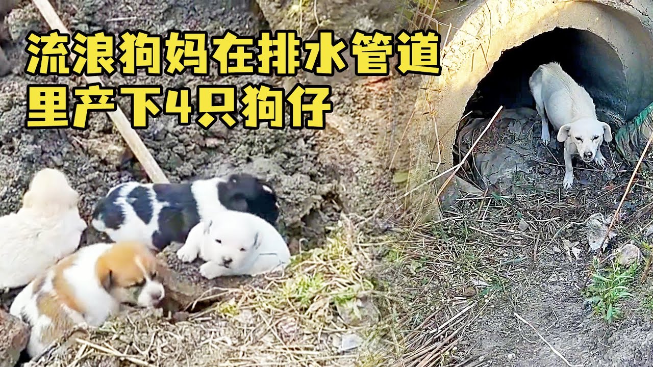 流浪狗媽媽餓得狼吞虎咽，在排水管道產下一窩小狗，一刻不能怠慢馬上展開救援！       【#收養 #救助 #流浪狗 #寵物 #溫暖 #暖心 #善良 #狗狗  #正能量 #動物 #毛孩子 】