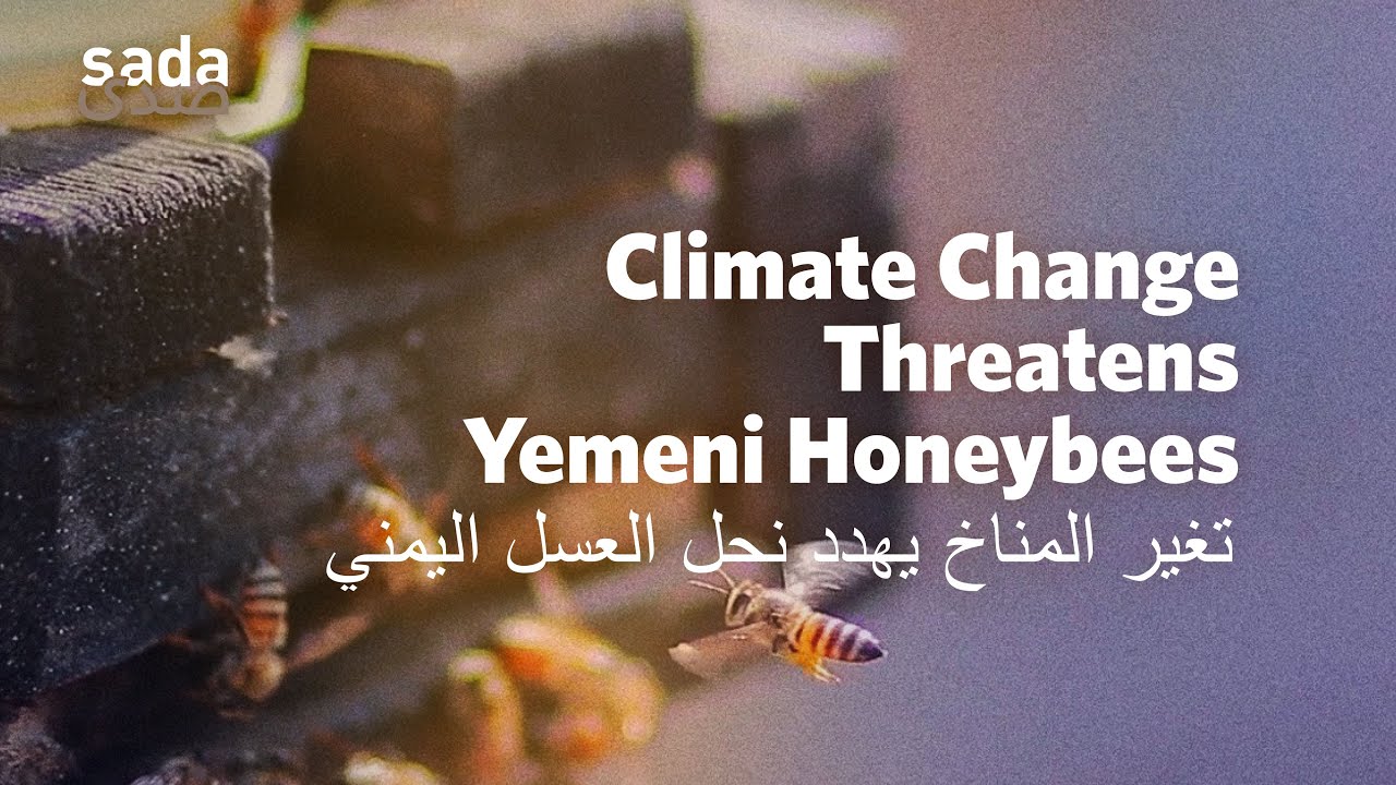 How Climate Change Threatens Yemen's Beekeeping and Honey Industry