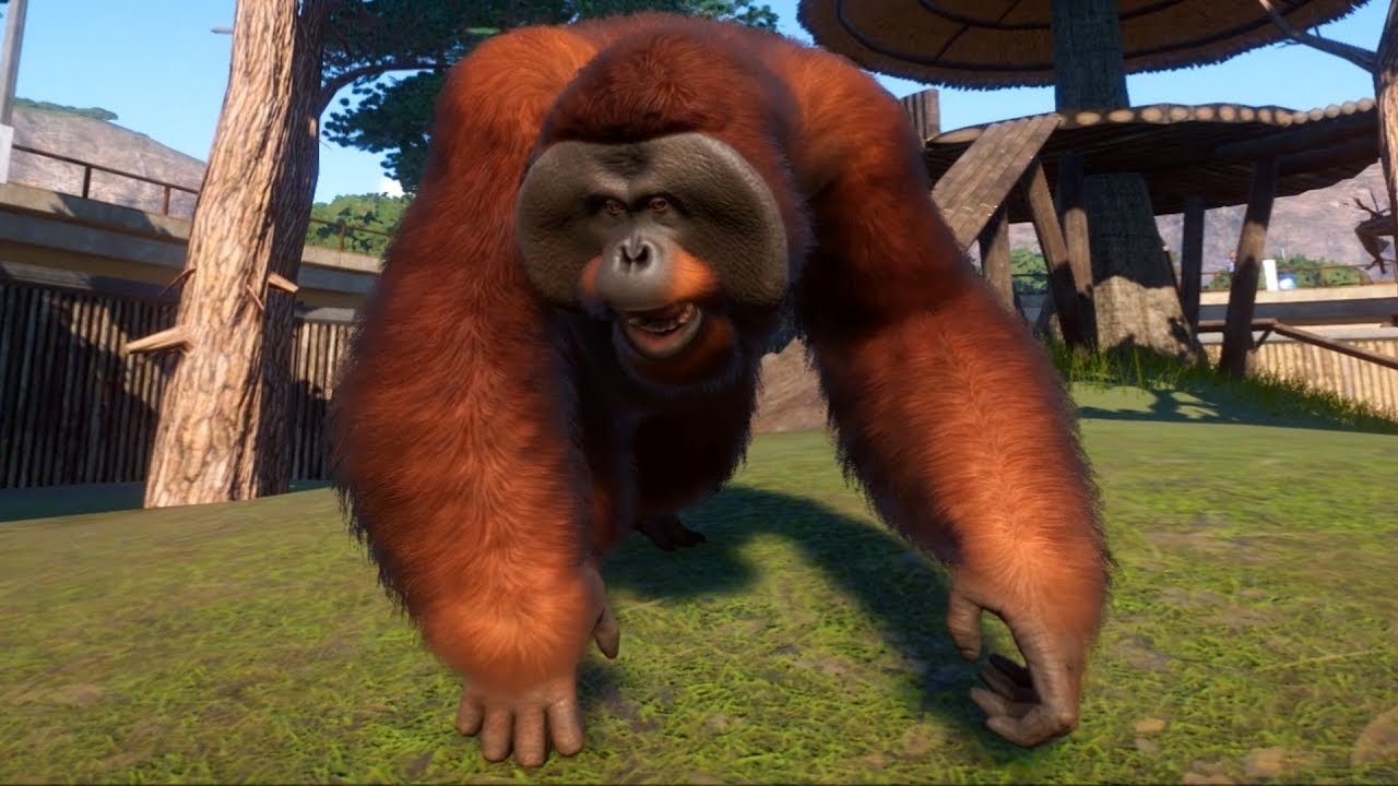 Planet Zoo - Bornean Orangutan Gameplay (PC HD) [1080p60FPS]
