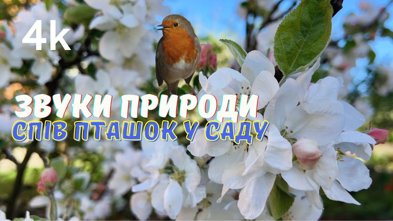 Спів пташок у весняному саду - звуки вільшанки, дрозда, горобців.