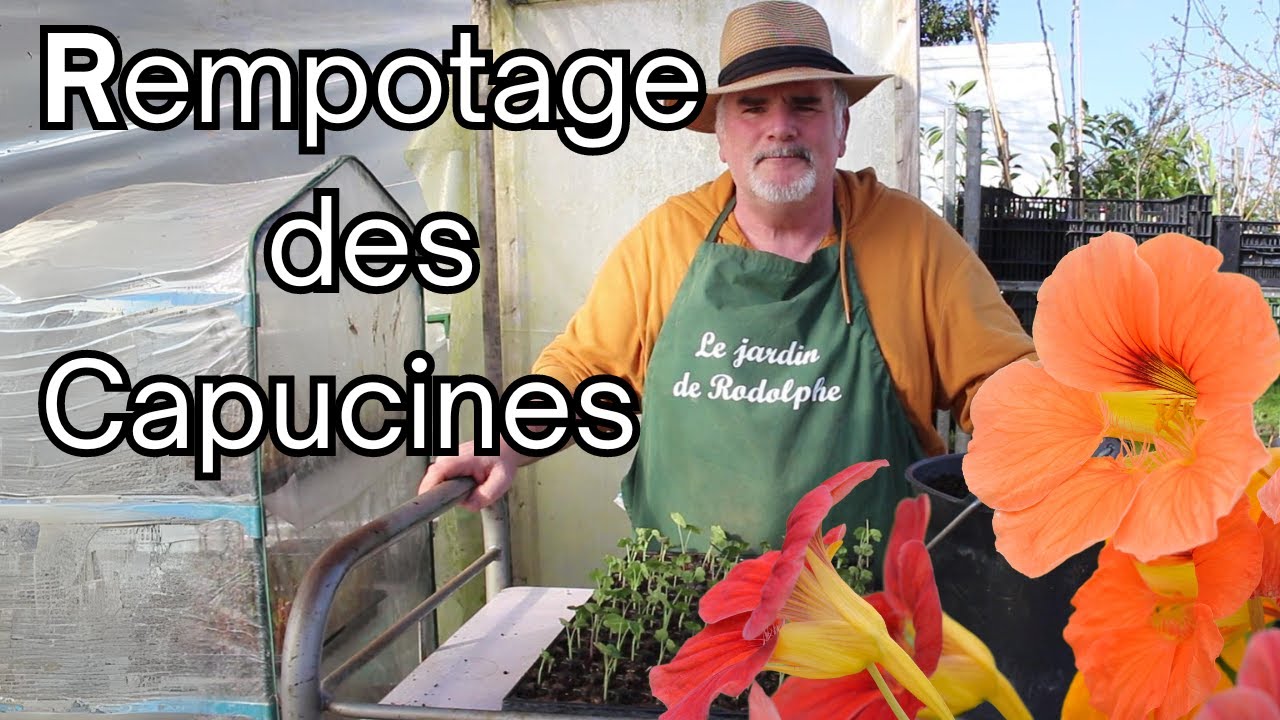 Comment réussir le rempotage des Capucines ?