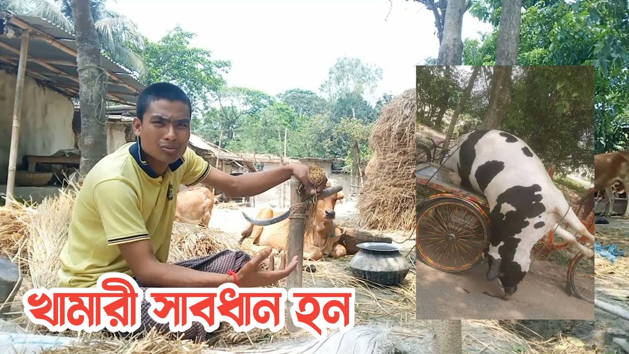 গরুর খামারী সাবধান হয়ে যান লাভের আশায় এ কাজ করবেন না 🐄🐂