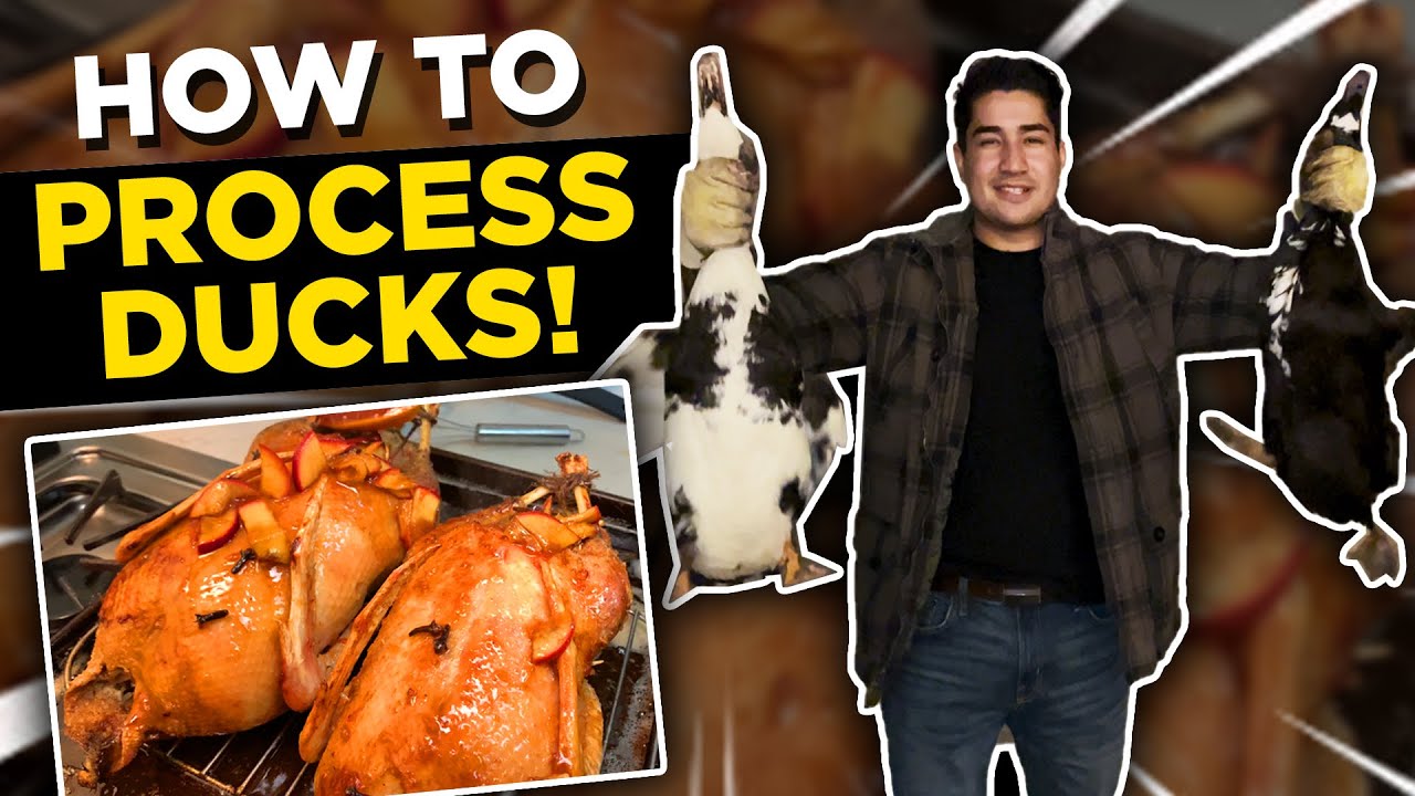 How To Process Duck (Clean & Cook)