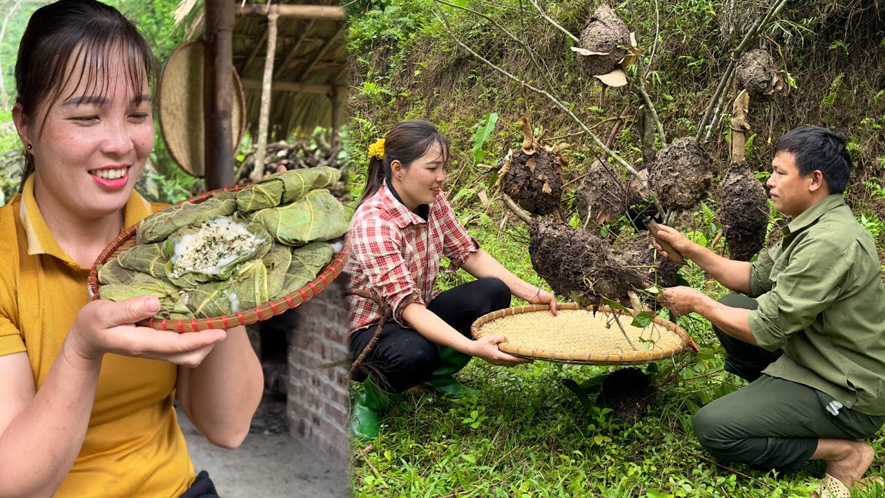 Harvesting ant eggs - Making cakes and goes to market sell