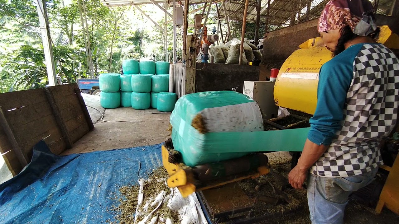 Pembuatan silase Shorgum menggunakan mesin baller wraping.