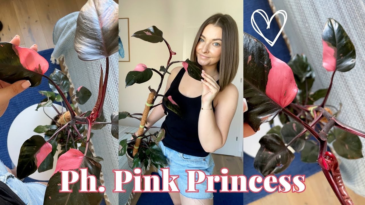 Jak pielęgnować Ph. Pink Princess, aby się ładnie wybarwiał? Rady z mojej strony