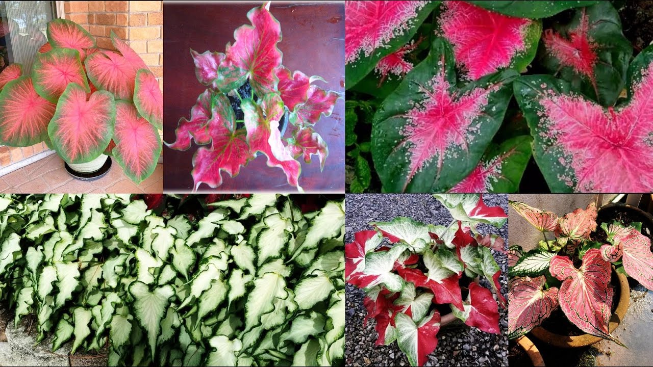 บอนสีพันธุ์โบราณ 15 สายพันธุ์ สวยงาม ดูแลง่าย ราคาไม่เกิน 100