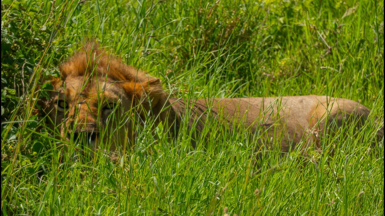 Tanzania safari december 2024 [Tarangire, Serengeti, Ngorongoro]