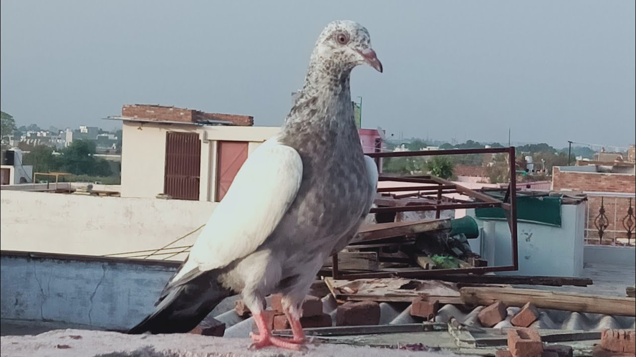 ||kabutar ke bachche ko Chhat par Kaise Hilaye|| baby pigeon training||