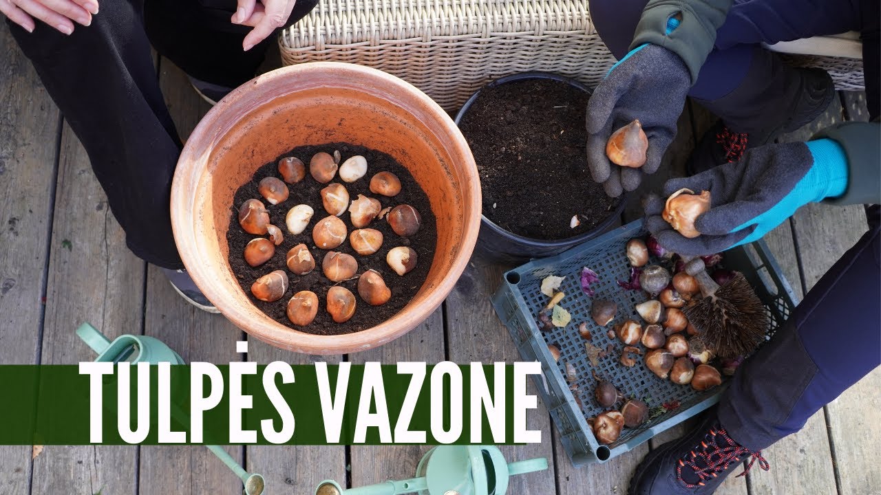 Kaip sodinti tulpes, kad peržiemotų ir žydėtų vazone - detali instrukcija