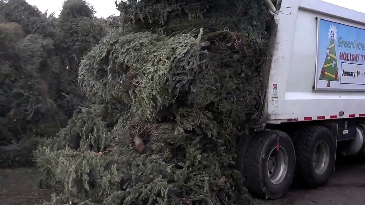 Garbage Truck dumping after Christmas tree collection!
