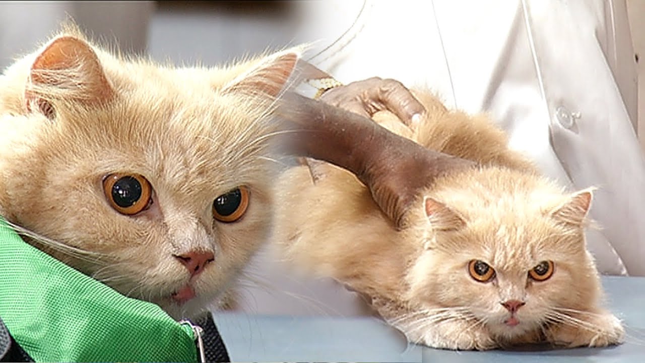 பூனைகளுக்கு வரும் நோய்களும் மற்றும் அதற்கான தீர்வுகளும் | Cat Diseases | Nanban
