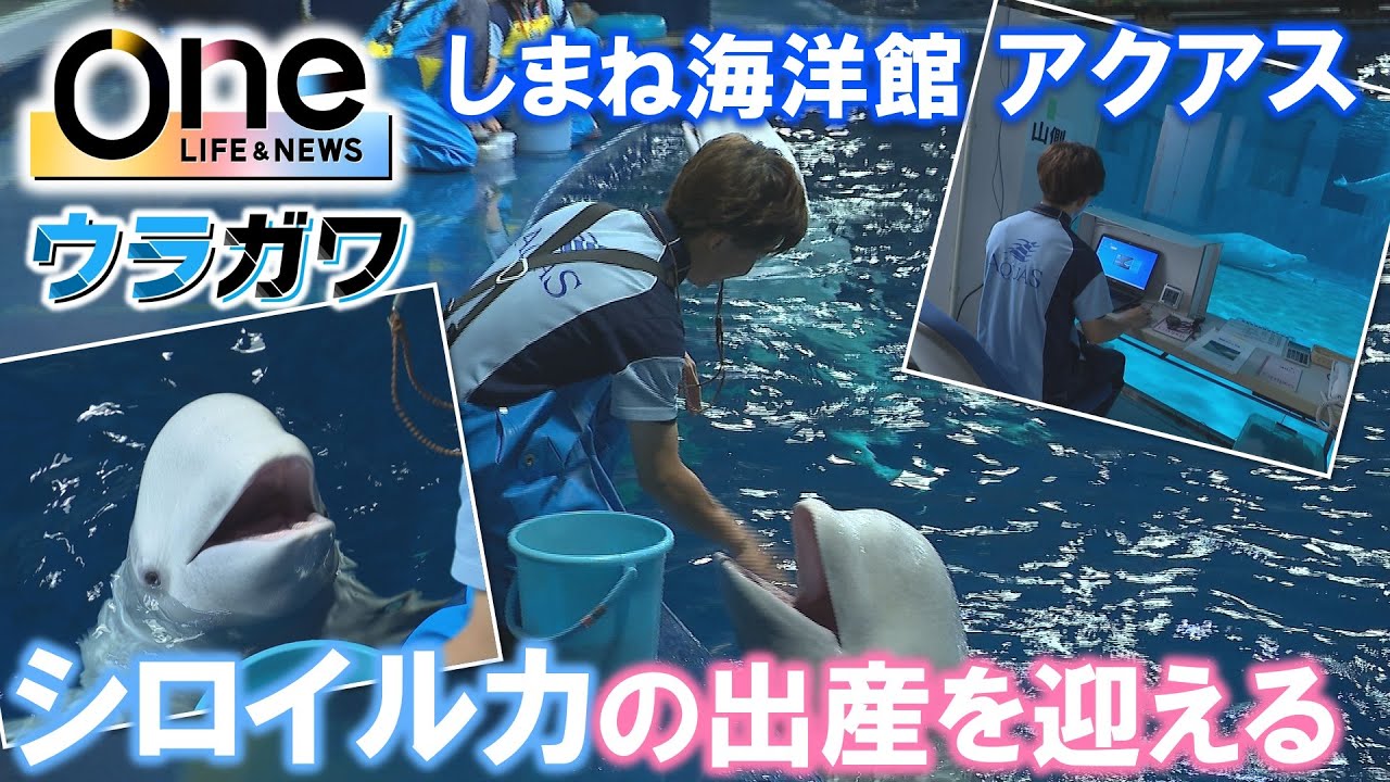 【ウラガワ】シロイルカの出産でも話題！中国地方最大級の水族館「しまね海洋館 アクアス」