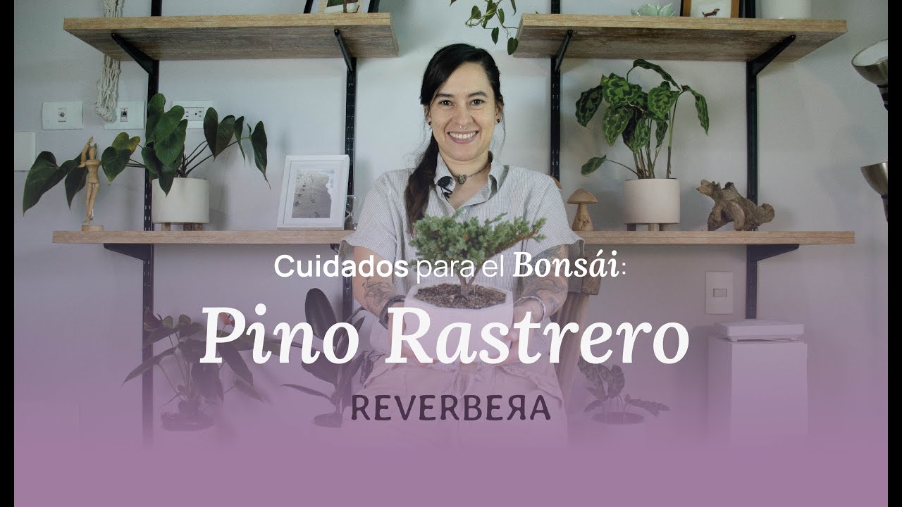 Cuidados del Bonsái Pino Rastrero (Pino Nana)