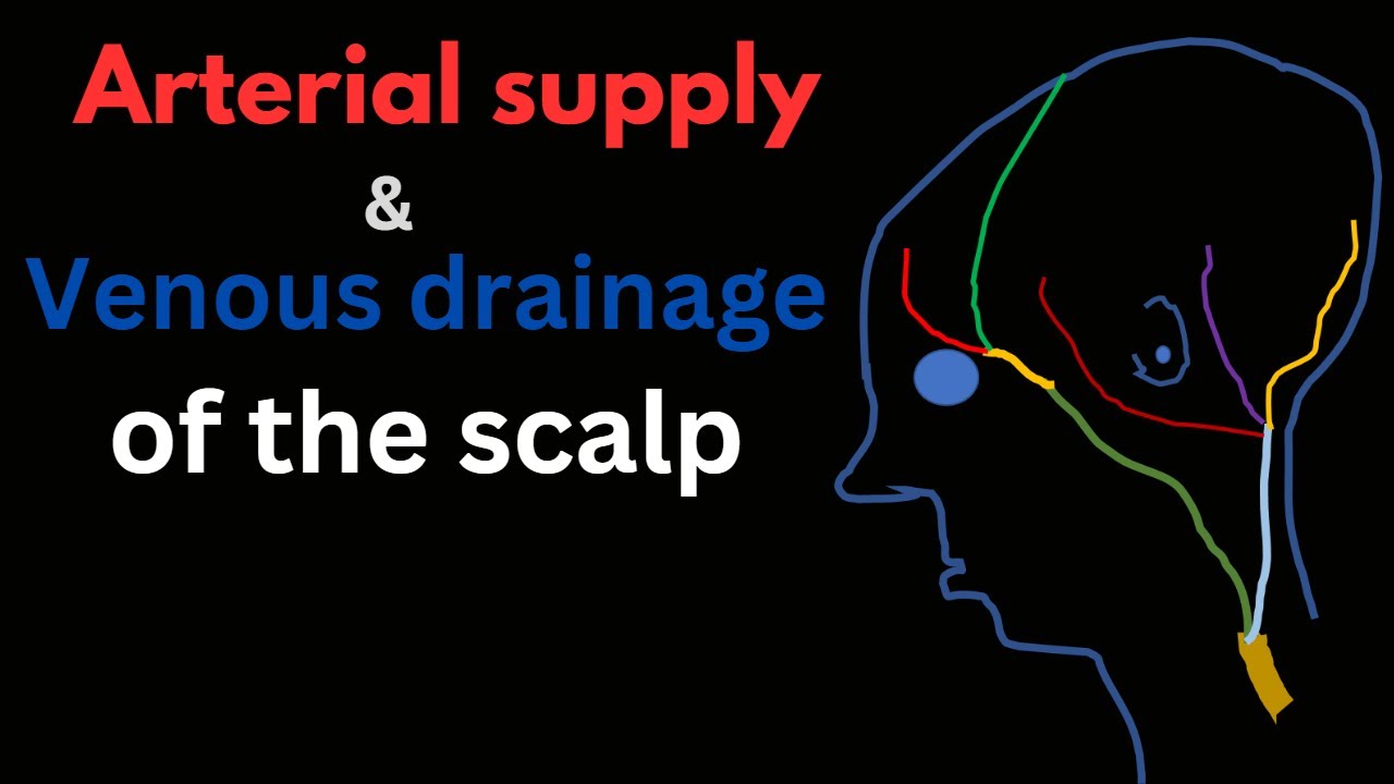 Scalp Part 2 | | Arterial and Venous drainage of scalp