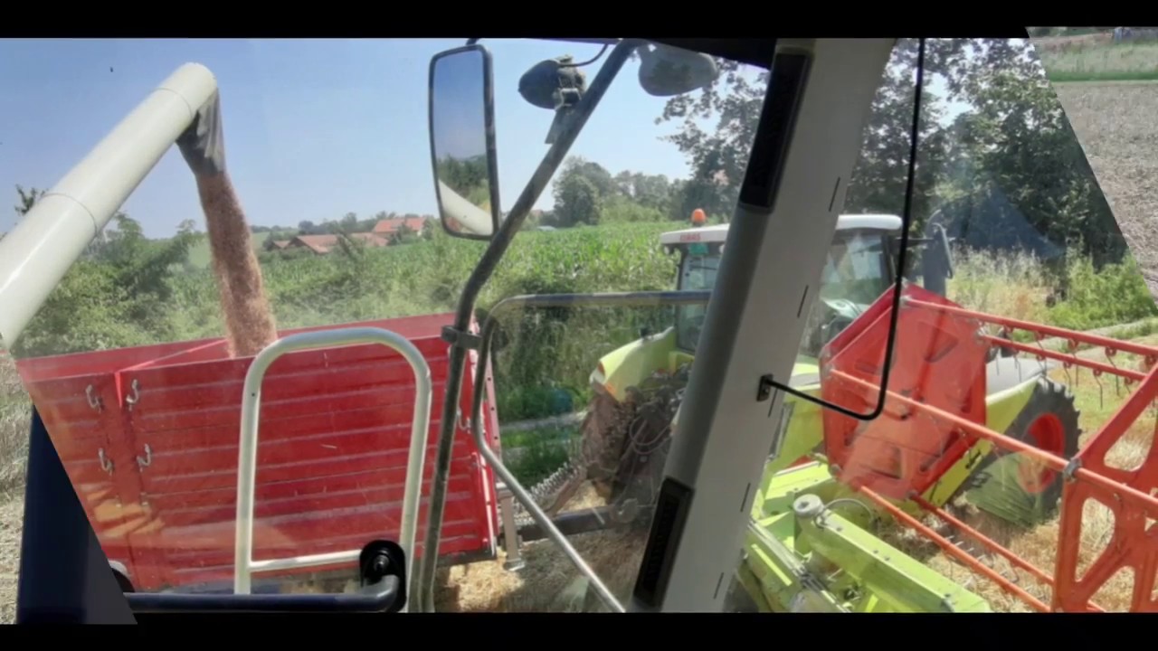 Žetva pšenice 2019 & claas Avero 240