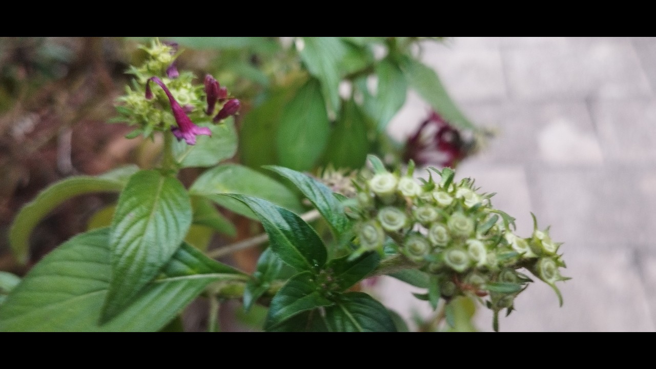 Priyam is live!💖 ഗുഡ്മോർണിംഗ് കൂട്ടുകാരെ 🥰🥰🥰🙏👍