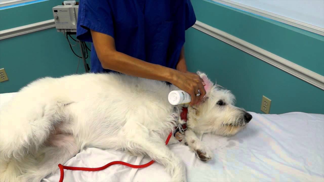 Cleaning Your Dogs Infected Ears