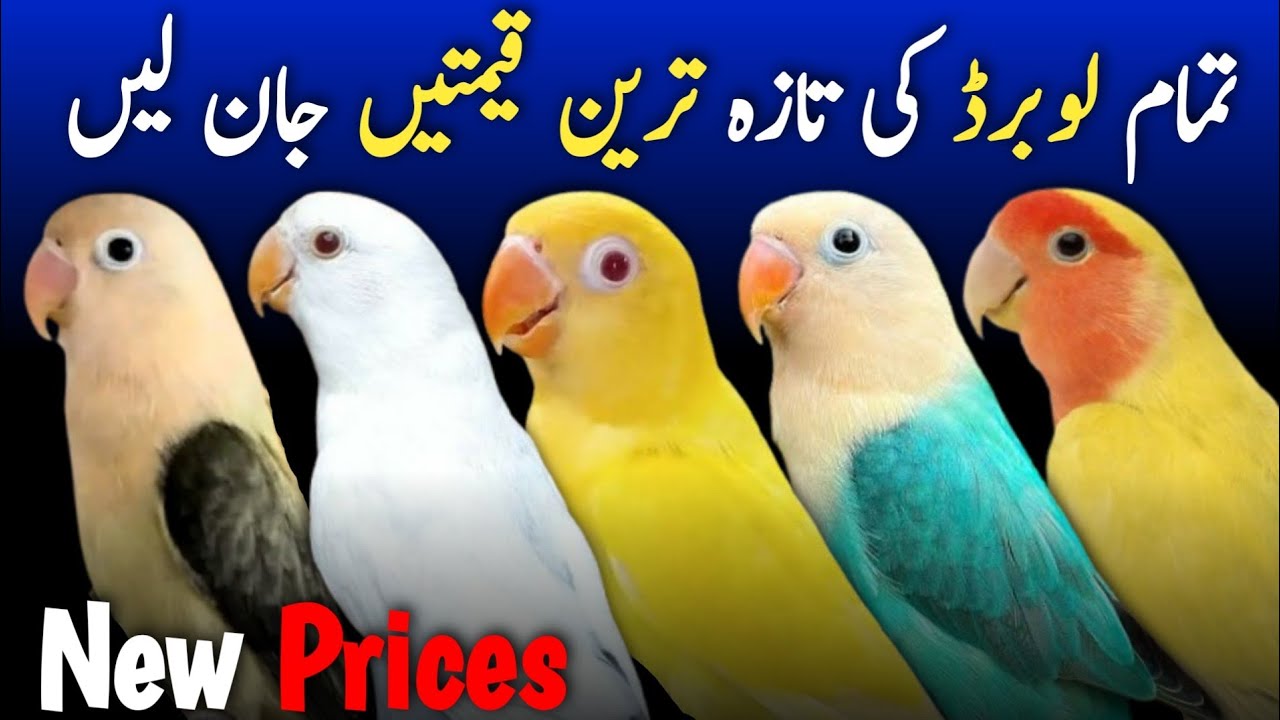love birds price in pakistan | love birds price 2025 | love bird new price | birds market new update