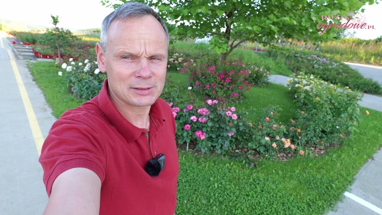 Niskie róże na obwódki rabat. Miniatury z grupy Bienenweide.