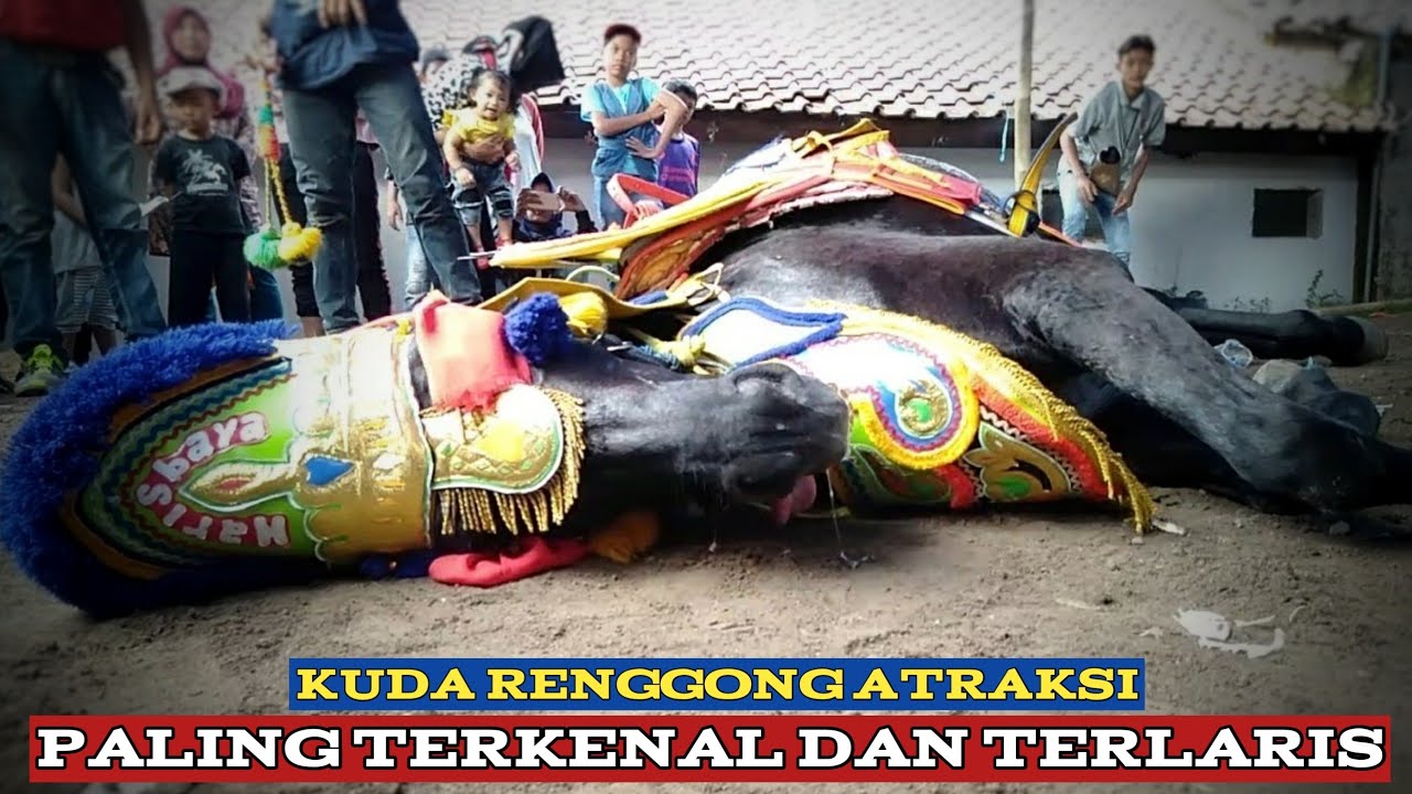 Kuda renggong - Atraksi kuda renggong Haris baya