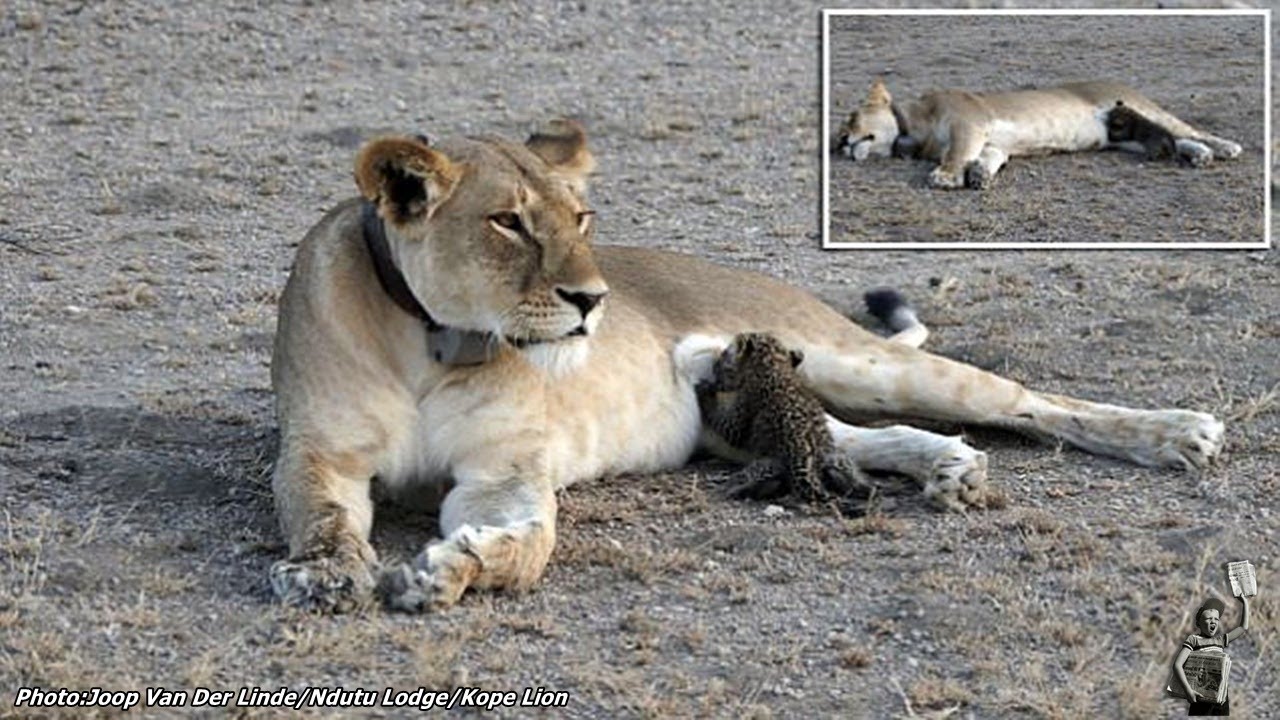 Maternal instinct: For the first time, a wild lioness is seen nursing a baby leopard