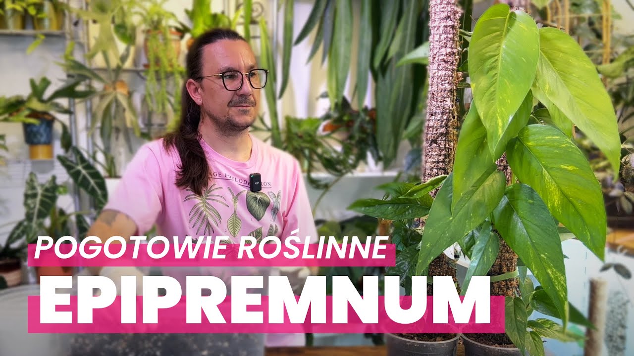 🚑🌿 POGOTOWIE ROŚLINNE- Na ratunek EPIPREMNUM