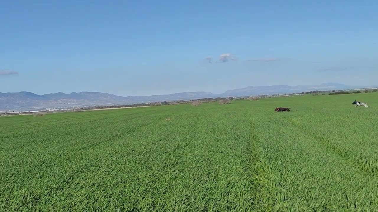 Berry'den  güzel bir tavşan ferması. 🐰🐰🐰 Opal Vom Hinschen-Hof & Cali Von Der Schleptruper Egge