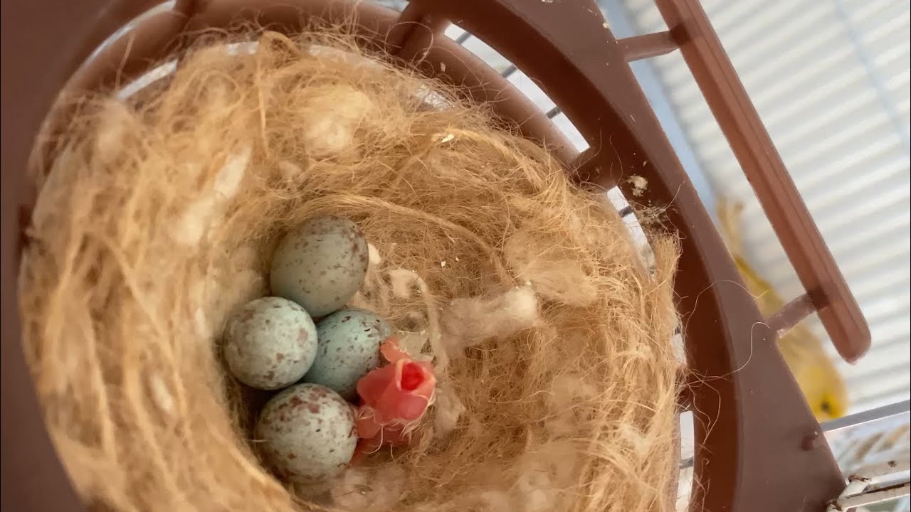 WATCH BABY CANARY growth stages from hatching 🐣 to 10 days 2023! / l’évolution de mon bébé canari!!