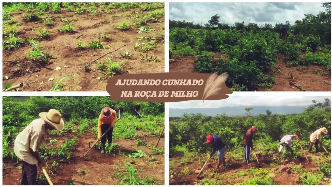 Ajudando meu cunhado a limpar a roça de milho e feijão.