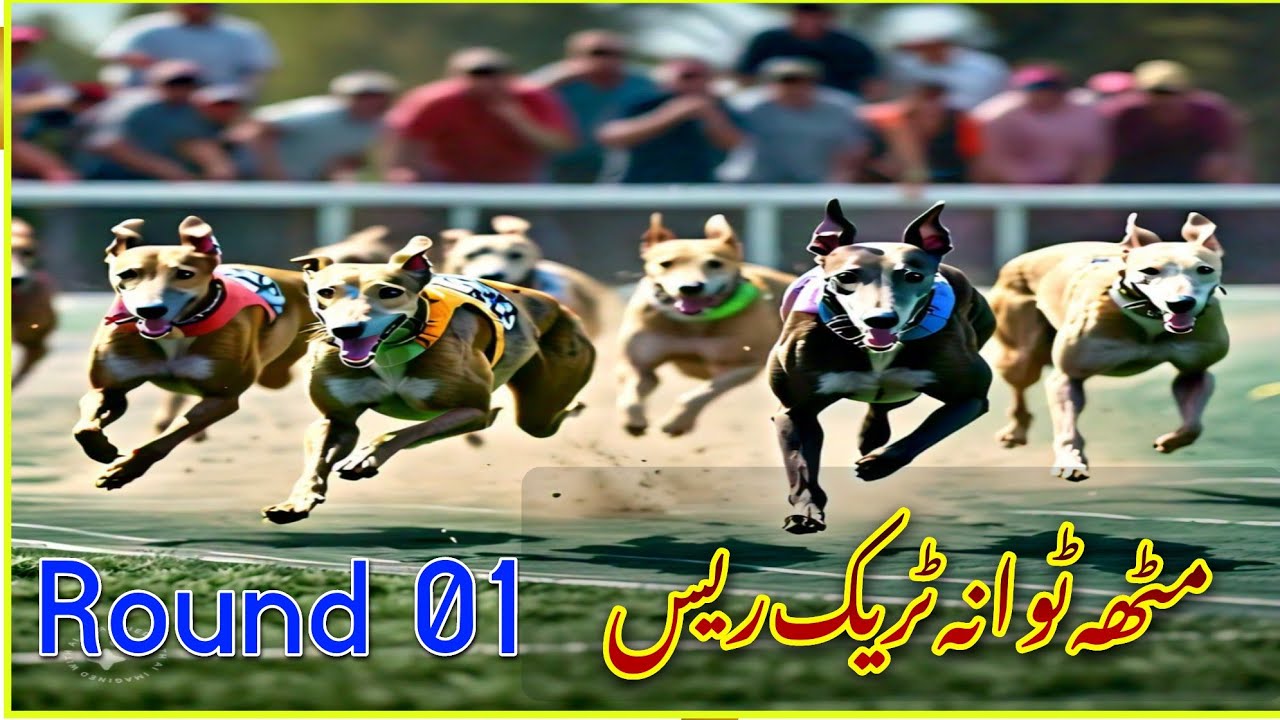 Dog Racing|Mitha Tiwana|Khushab|Round 1| مٹھہ ٹوانہ خوشاب ٹریک ریس راؤنڈ 1@ShokShikar