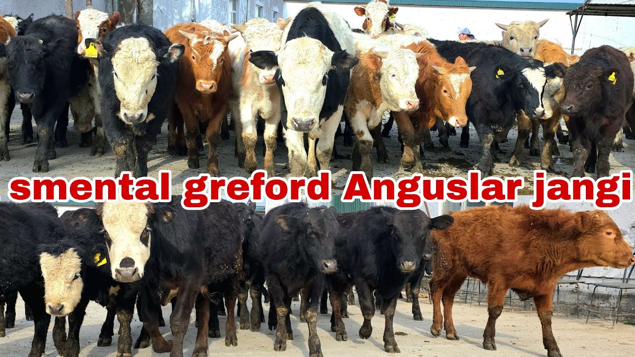90-614-81-81.Oybek akani fermalariga smental smental Angus greford va limuzin buqalarni keldi.