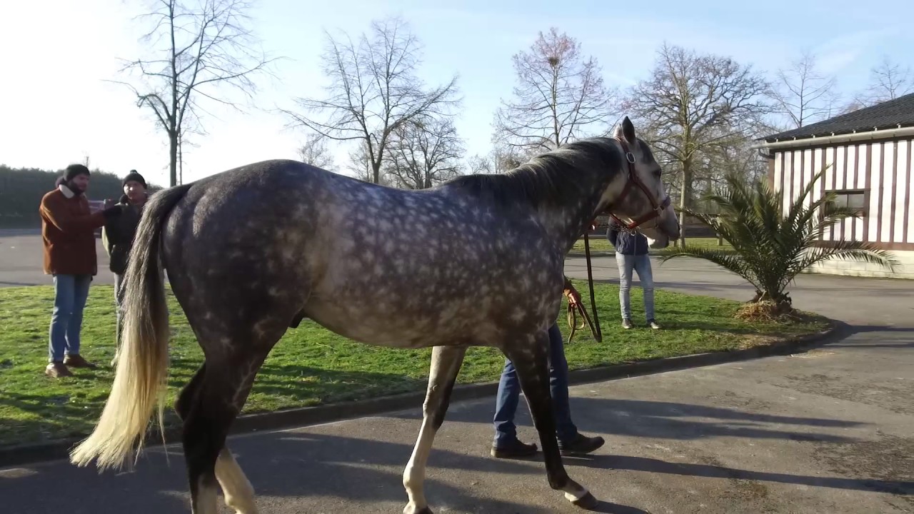 Haras du Mont Goubert - Morandi - Route des Étalons 2017