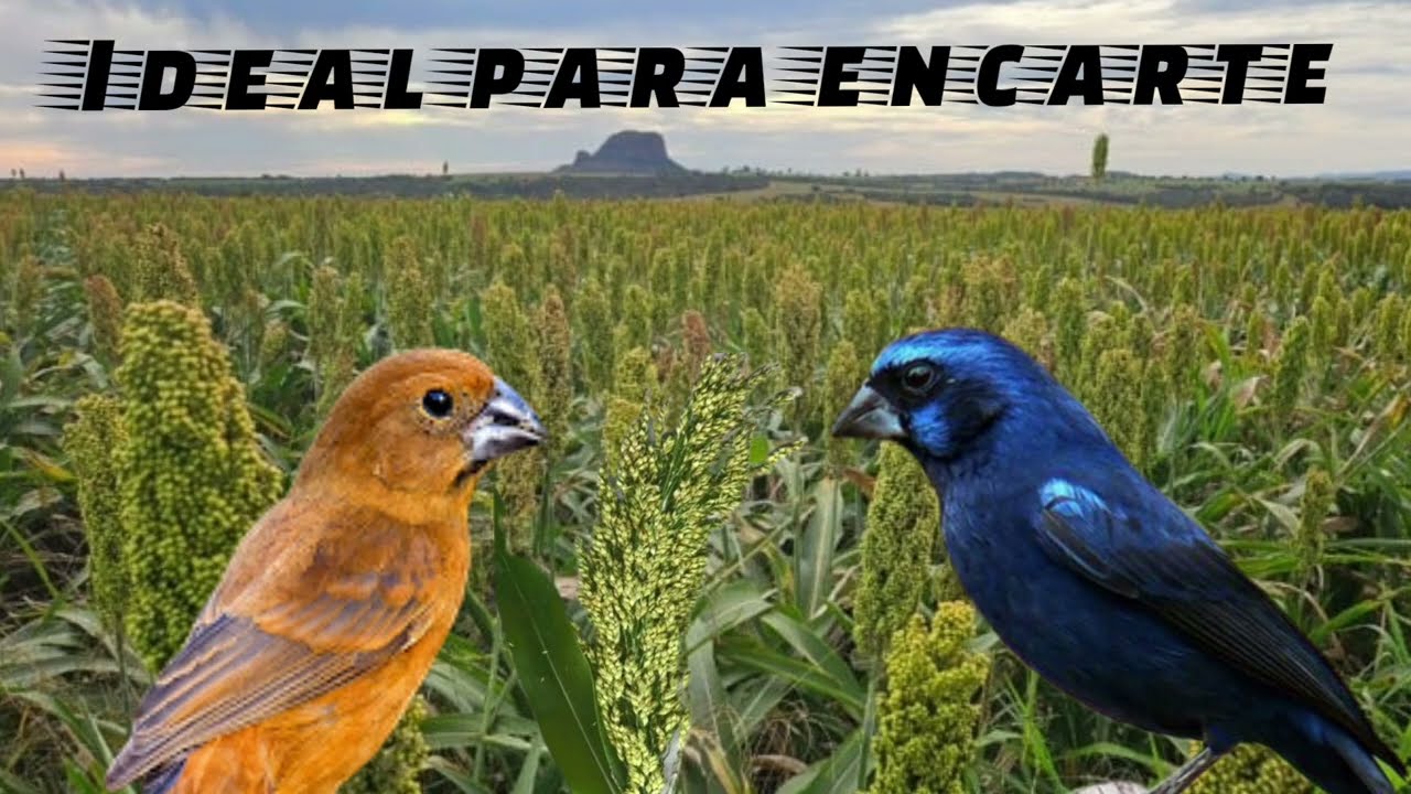 O melhor canto de AZULÃO 