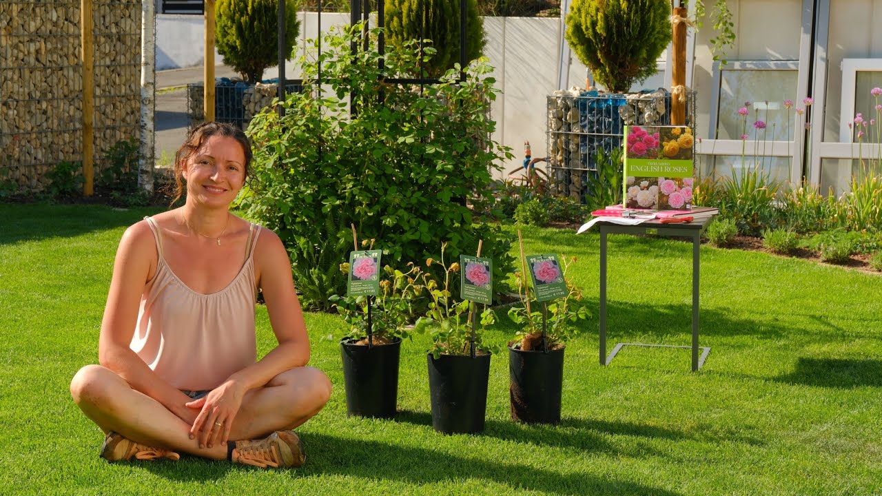 Discontinued David Austin Rosen| Austin B&uuml;cher| Unpacking Eglantyne| Neue Rosen pflanzen|Teil1