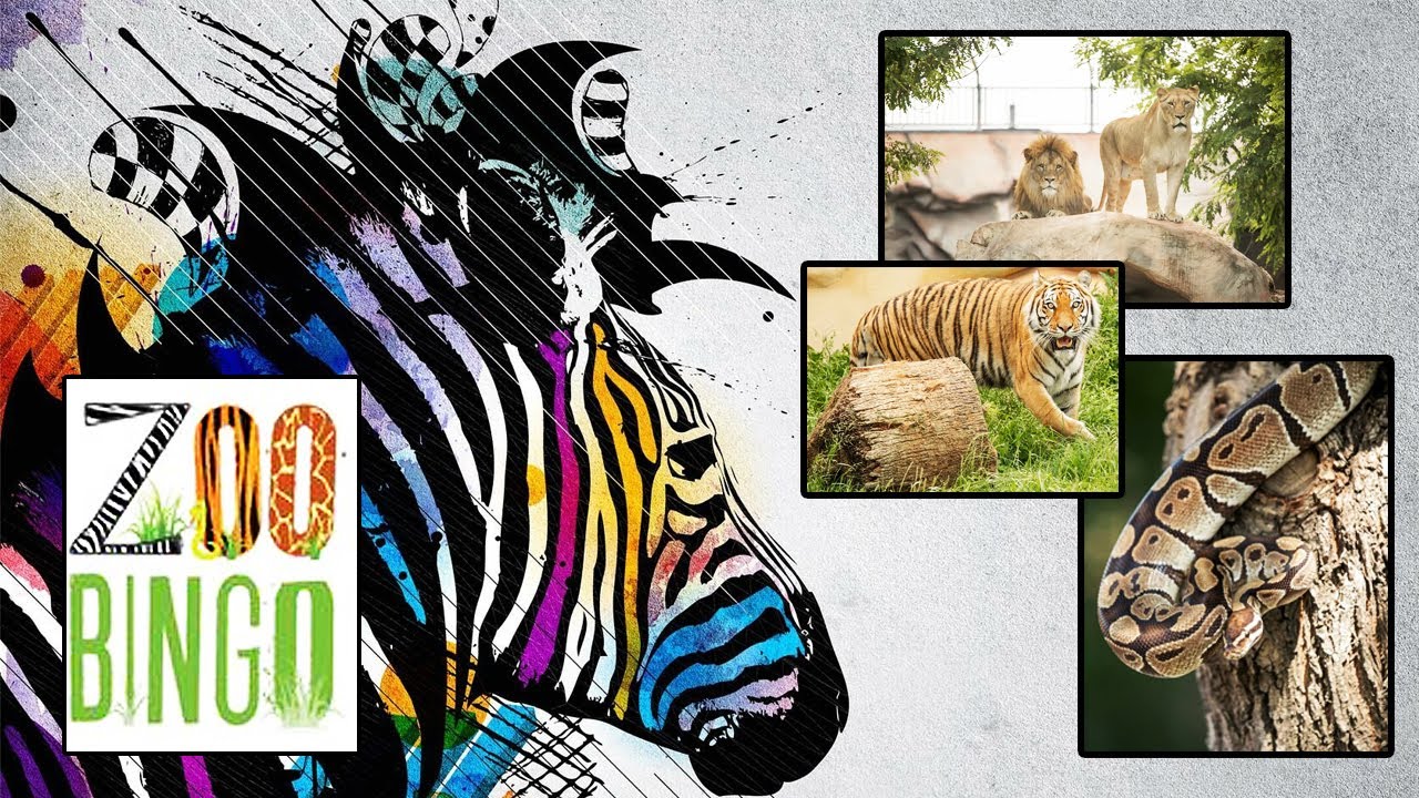 ZOO Bingo Tuzla, Bosna i Hercegovina
