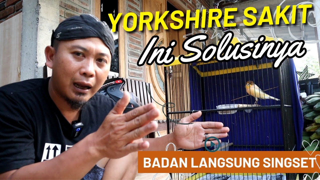 ALTERNATIF MANJURR..!! Mengobati kenari Yorkshire Yang Sakit