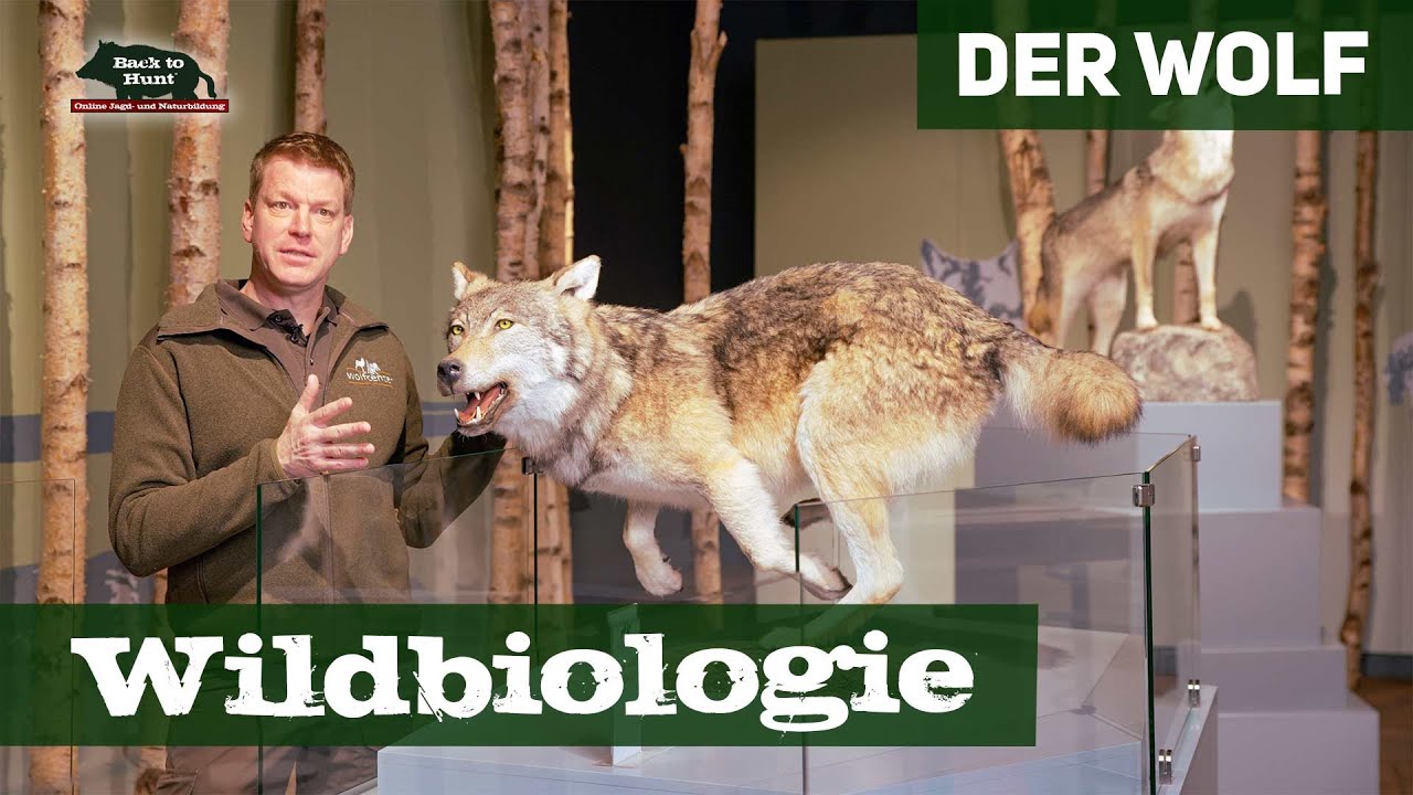 Der Wolf | Wildbiologie