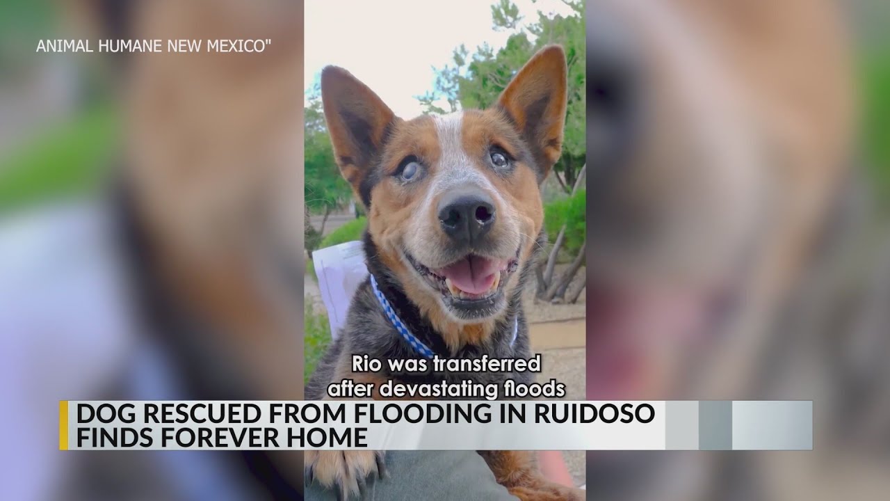 Animal Humane New Mexico finds home for dog rescued from Ruidoso floods