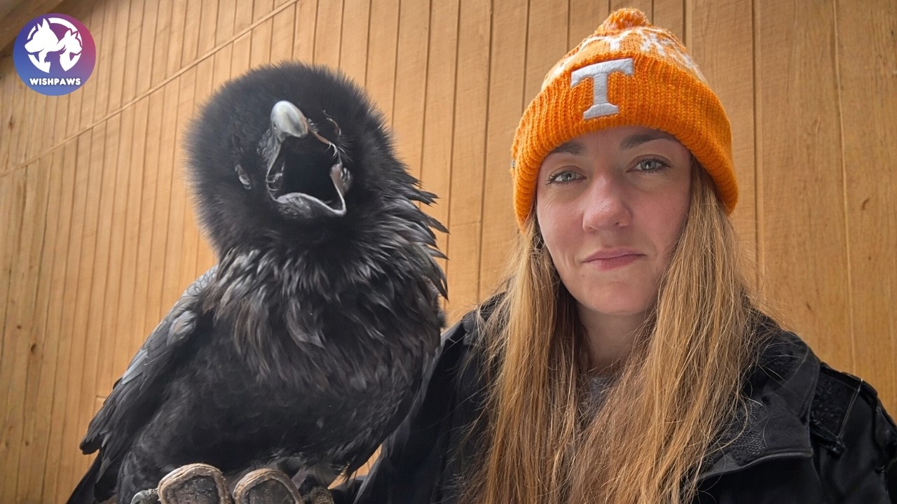 Rescued Raven Makes a Heart-Melting Sound Every Time He Sees This Woman