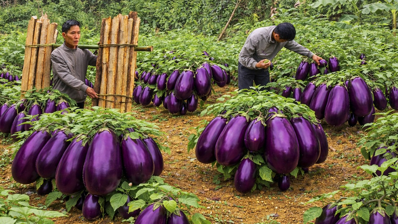 Farm Life Secrets: Perfect Eggplant Harvest & Firewood Storage for Winter
