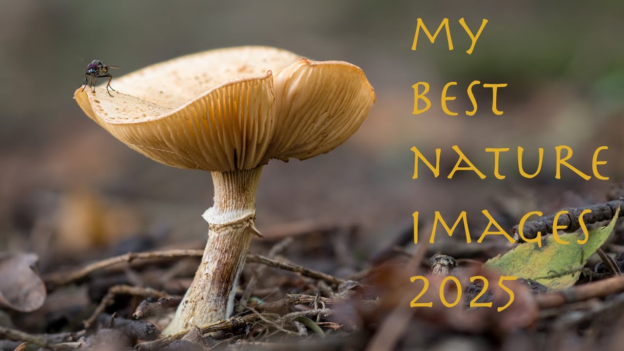 Nature Photography - My Best Nature Images 2025