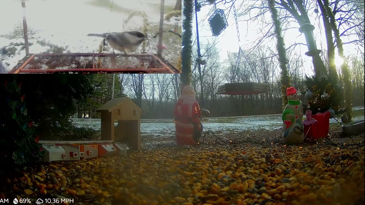 December 23 - Holiday Bird & Critter Cam!