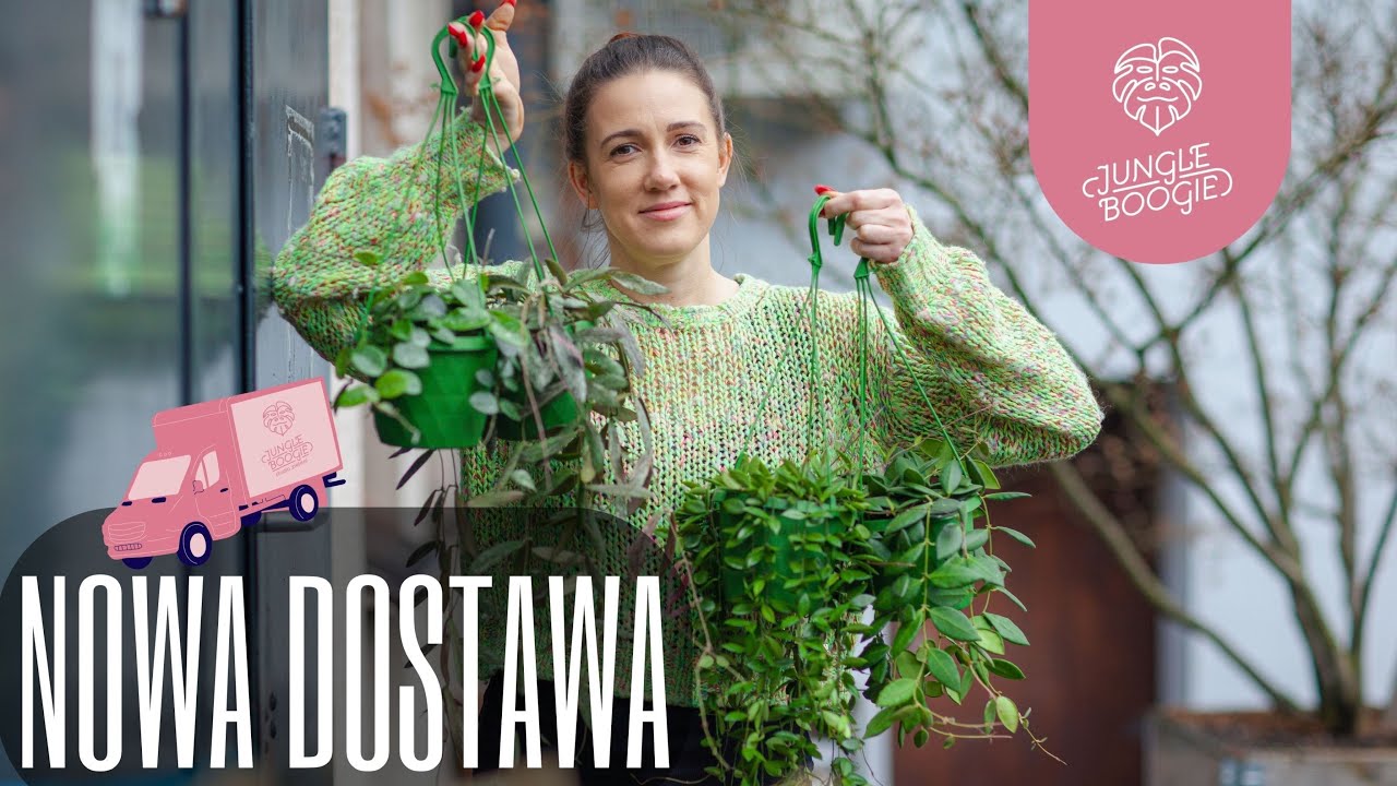 Atak pnączy!💚- przecudne hoje, giganty na wieszakach i inne piękności w naszej najnowszej dostawie.